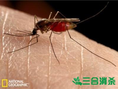 灭蚊公司,灭蚊子最有效的方法 灭蚊方法,灭蚊子方法