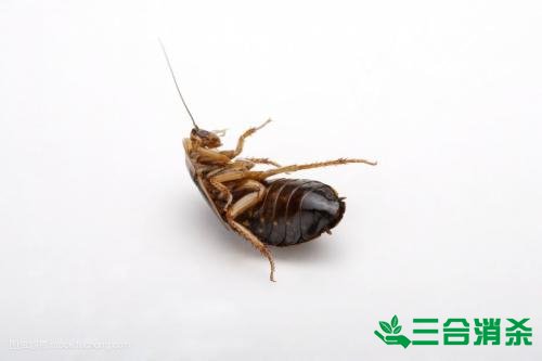 家里有蟑螂怎么办,蟑螂怎么消灭 杀蟑螂公司怎么样灭蟑螂