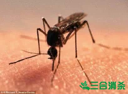 灭蚊公司,灭蚊子最有效的方法 灭蚊方法,灭蚊子方法