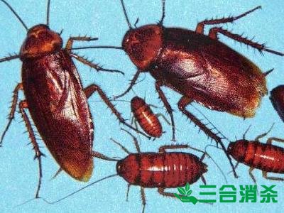 家里有蟑螂怎么办,蟑螂怎么消灭 杀蟑螂公司怎么样灭蟑螂
