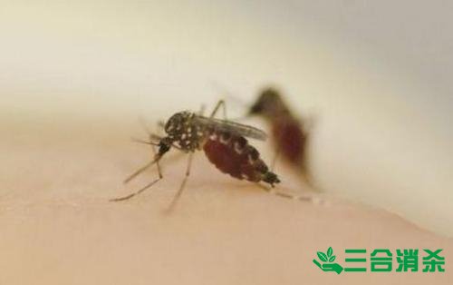 灭蚊公司,灭蚊子最有效的方法 灭蚊方法,灭蚊子方法