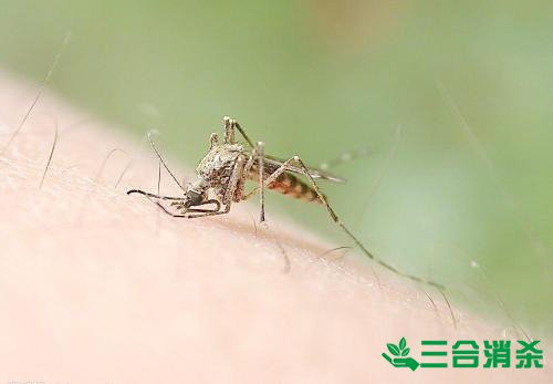 灭蚊公司,灭蚊子最有效的方法 灭蚊方法,灭蚊子方法