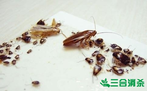 家里有蟑螂怎么办,蟑螂怎么消灭 杀蟑螂公司怎么样灭蟑螂