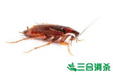 家里有蟑螂怎么办,蟑螂怎么消灭 杀蟑螂公司怎么样灭蟑螂