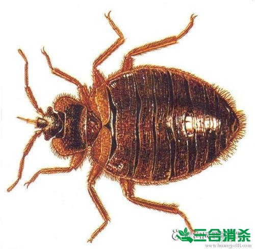 四害防治,除四害灭四害 四害消杀公司,灭四害杀虫公司
