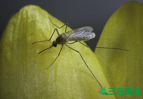灭蚊公司,灭蚊子最有效的方法 灭蚊方法,灭蚊子方法