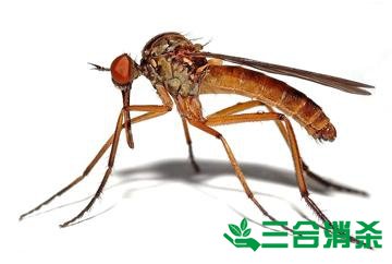 灭蚊公司,灭蚊子最有效的方法 灭蚊方法,灭蚊子方法
