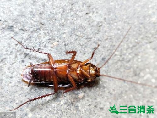 家里有蟑螂怎么办,蟑螂怎么消灭 杀蟑螂公司怎么样灭蟑螂
