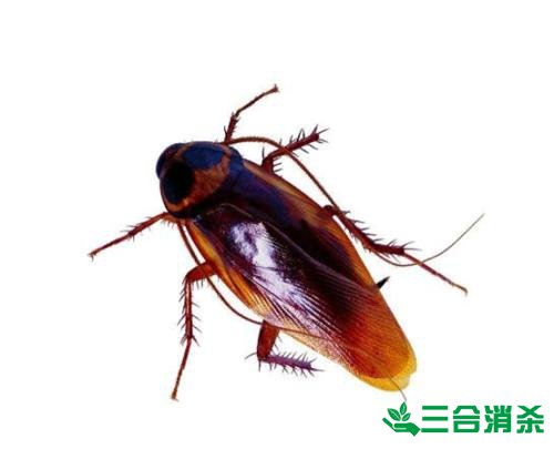 家里有蟑螂怎么办,蟑螂怎么消灭 杀蟑螂公司怎么样灭蟑螂