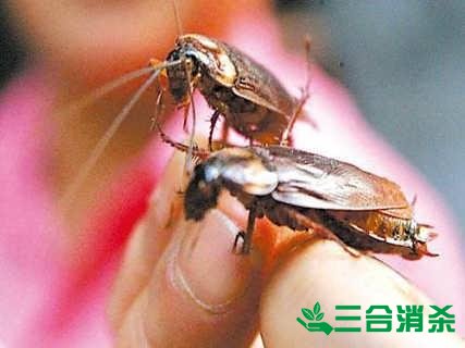家里有蟑螂怎么办,蟑螂怎么消灭 杀蟑螂公司怎么样灭蟑螂
