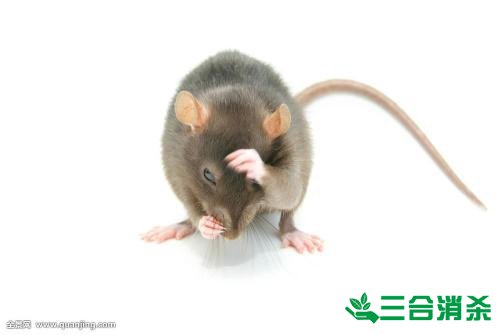 如何消灭老鼠,灭除老鼠最佳方法 家里有老鼠怎么办,消灭老鼠公司