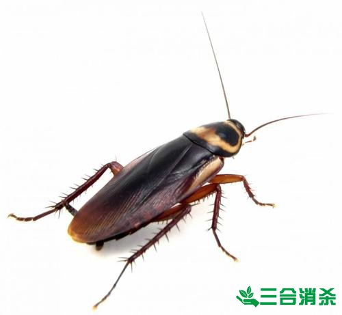 家里有蟑螂怎么办,蟑螂怎么消灭 杀蟑螂公司怎么样灭蟑螂