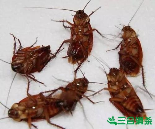 家里有蟑螂怎么办,蟑螂怎么消灭 杀蟑螂公司怎么样灭蟑螂