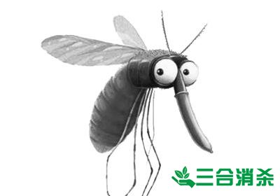 灭蚊公司,灭蚊子最有效的方法 灭蚊方法,灭蚊子方法