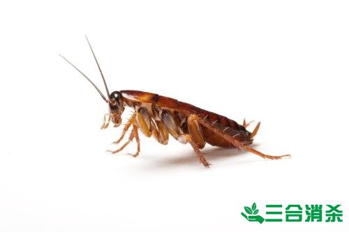 家里有蟑螂怎么办,蟑螂怎么消灭 杀蟑螂公司怎么样灭蟑螂
