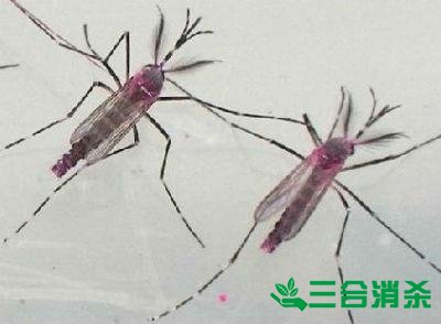 灭蚊公司,灭蚊子最有效的方法 灭蚊方法,灭蚊子方法