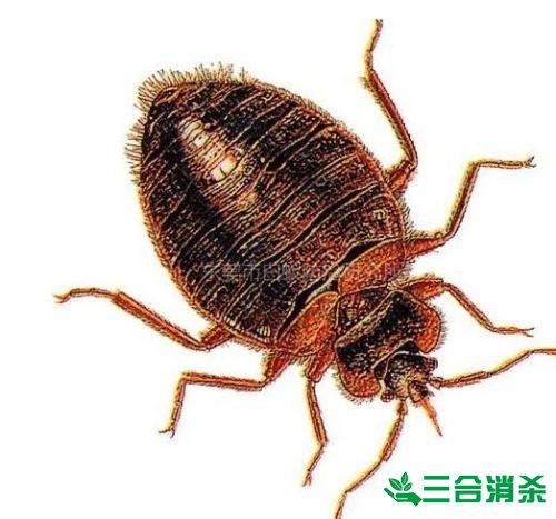 四害防治,除四害灭四害 四害消杀公司,灭四害杀虫公司
