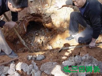 白蚁防治费用,灭白蚁杀白蚁公司 防治白蚁,白蚁防治方法