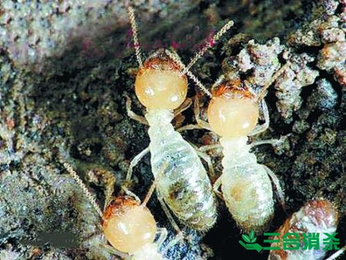 防治白蚁,白蚁防治方法 白蚁怎么治,白蚁防治方法