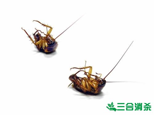除蟑螂灭蟑螂的方法 如何消灭蟑螂,怎么样灭除蟑螂
