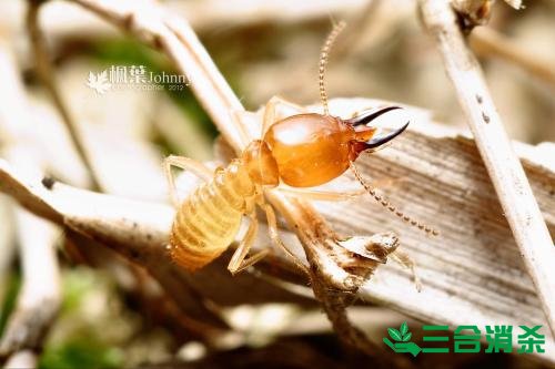 白蚁防治费用,灭白蚁杀白蚁公司 防治白蚁,白蚁防治方法