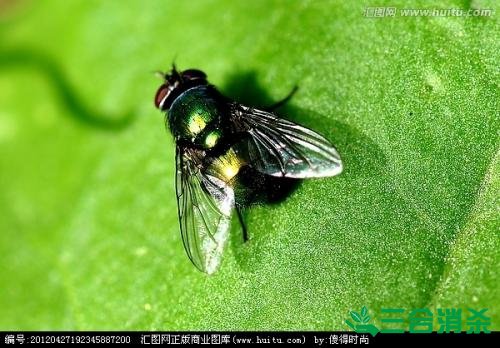 专业杀虫消杀公司 杀虫除四害灭虫公司