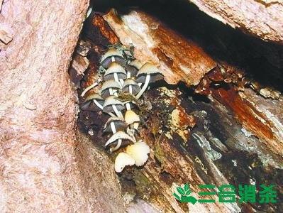 防治白蚁,白蚁防治方法 白蚁怎么治,白蚁防治方法