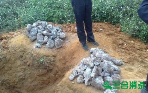 防治白蚁,白蚁防治方法 白蚁怎么治,白蚁防治方法