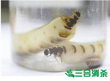 防治白蚁,白蚁防治方法 白蚁怎么治,白蚁防治方法