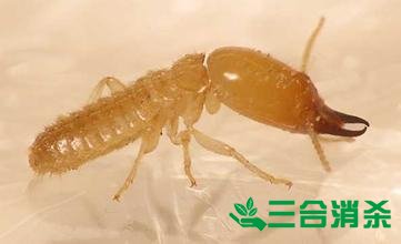 防治白蚁,白蚁防治方法 白蚁怎么治,白蚁防治方法