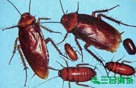 除蟑螂灭蟑螂的方法 如何消灭蟑螂,怎么样灭除蟑螂