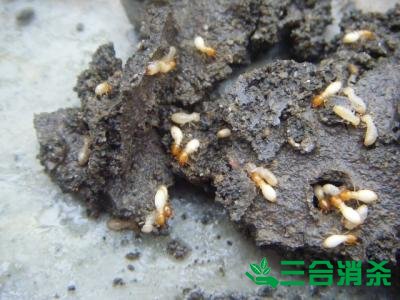 防治白蚁,白蚁防治方法 白蚁怎么治,白蚁防治方法