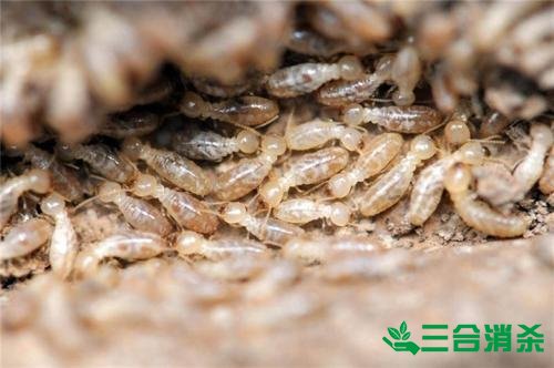 防治白蚁,白蚁防治方法 白蚁怎么治,白蚁防治方法
