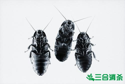 除蟑螂灭蟑螂的方法 如何消灭蟑螂,怎么样灭除蟑螂