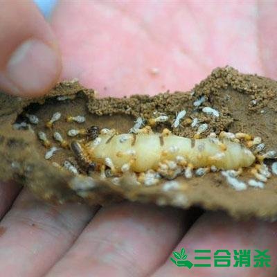 防治白蚁,白蚁防治方法 白蚁怎么治,白蚁防治方法