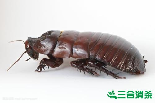 除蟑螂灭蟑螂的方法 如何消灭蟑螂,怎么样灭除蟑螂