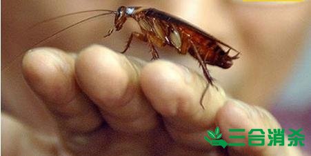 除蟑螂灭蟑螂的方法 如何消灭蟑螂,怎么样灭除蟑螂
