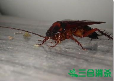 除蟑螂灭蟑螂的方法 如何消灭蟑螂,怎么样灭除蟑螂