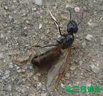 防治白蚁,白蚁防治方法 白蚁怎么治,白蚁防治方法