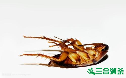 除蟑螂灭蟑螂的方法 如何消灭蟑螂,怎么样灭除蟑螂