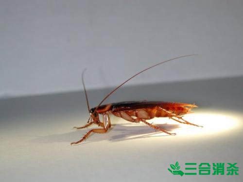 除蟑螂灭蟑螂的方法 如何消灭蟑螂,怎么样灭除蟑螂