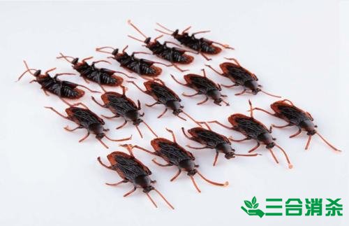 除蟑螂灭蟑螂的方法 如何消灭蟑螂,怎么样灭除蟑螂