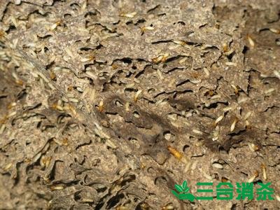 防治白蚁,白蚁防治方法 白蚁怎么治,白蚁防治方法