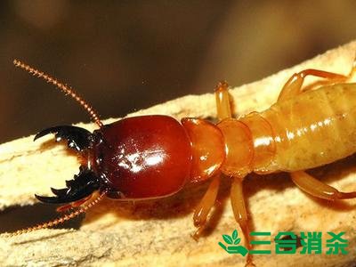 白蚁防治费用,灭白蚁杀白蚁公司 防治白蚁,白蚁防治方法