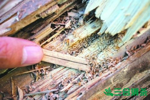 白蚁防治费用,灭白蚁杀白蚁公司 防治白蚁,白蚁防治方法