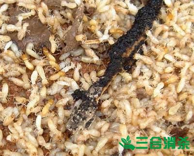 防治白蚁,白蚁防治方法 白蚁怎么治,白蚁防治方法