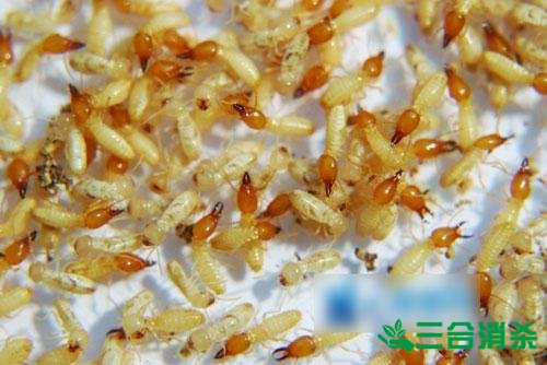 白蚁防治费用,灭白蚁杀白蚁公司 防治白蚁,白蚁防治方法