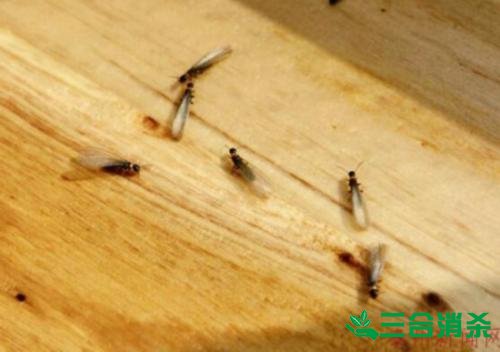 白蚁防治费用,灭白蚁杀白蚁公司 防治白蚁,白蚁防治方法