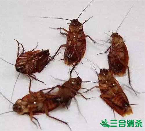 除蟑螂灭蟑螂的方法 如何消灭蟑螂,怎么样灭除蟑螂