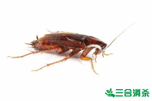 除蟑螂灭蟑螂的方法 如何消灭蟑螂,怎么样灭除蟑螂